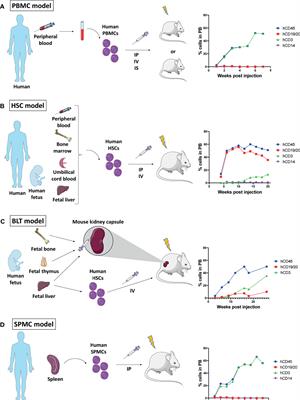 Humanized Mice as a Valuable Pre-Clinical Model for Cancer Immunotherapy Research